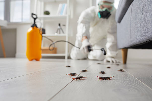 Affordable Termite Control solutions in Oakville, CT